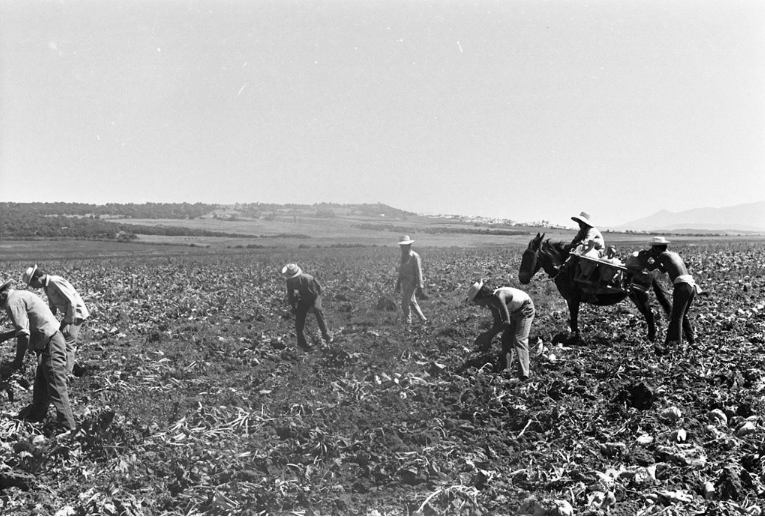 Agricultura
